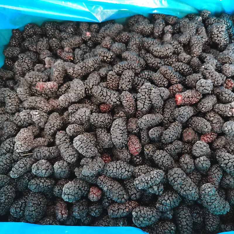 Mûriers congelés de la nouvelle récolte