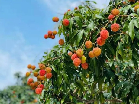 La saison de mise en conserve des litchis à feuilles noires 2026 est lancée : une « petite année » pour les fruits frais, une « année de qualité » pour les conserves